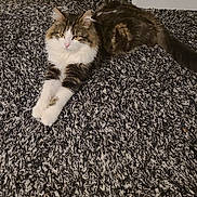 Guizmo a rejoint le concours — aidez-le/la à gagner de superbes lots ! cat, fluffy, carpet, indoor, stretching, feline, mirror, wooden_frame, black_bag, relaxed, pet, white_paws, tabby, fur, floor, home, cozy, looking, animal, domestic