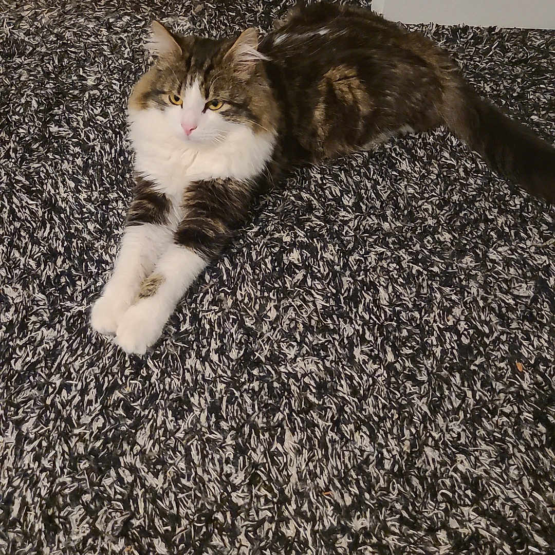 Guizmo a rejoint le concours — aidez-le/la à gagner de superbes lots ! animal, black_bag, carpet, cat, cozy, domestic, feline, floor, fluffy, fur, home, indoor, looking, mirror, pet, relaxed, stretching, tabby, white_paws, wooden_frame