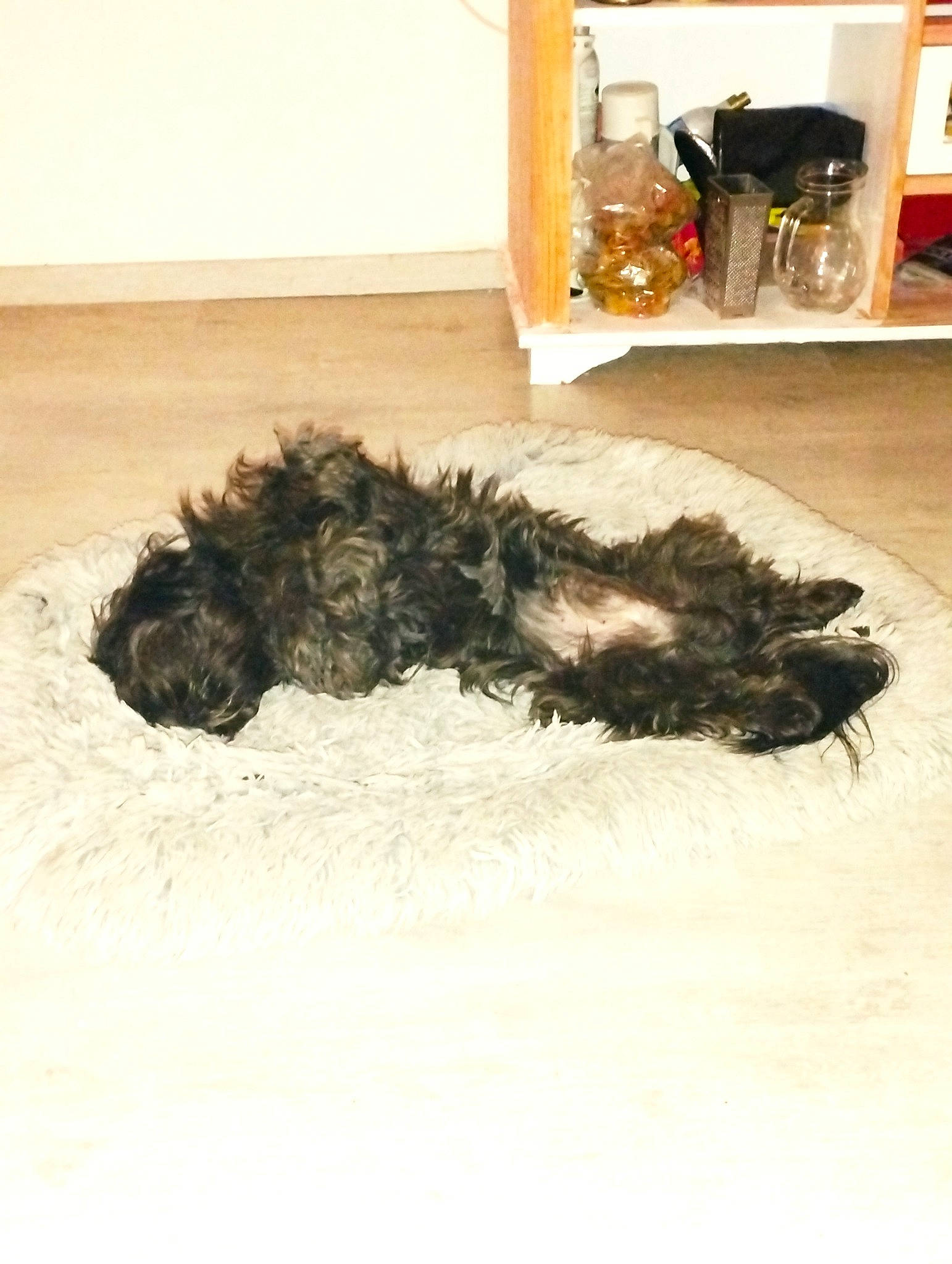 Kookie participe au concours pour gagner de l'argent avec cette photo : canidae, carnivore, comfort, companion_dog, dog, dog_breed, flooring, fur, hardwood, natural_material, room, sporting_group, tail, terrier, water_dog, working_animal