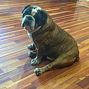 Dozer joined the competition — help win amazing prizes! animal, brindle_coat, bulldog, cute, dog, floor, floppy_ears, hardwood, home, indoors, large_dog, muzzle, paws, pet, portrait, relaxed, sitting, white_markings, wooden_floor, wrinkles