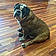 Dozer