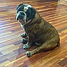animal, brindle_coat, bulldog, cute, dog, floor, floppy_ears, hardwood, home, indoors, large_dog, muzzle, paws, pet, portrait, relaxed, sitting, white_markings, wooden_floor, wrinkles