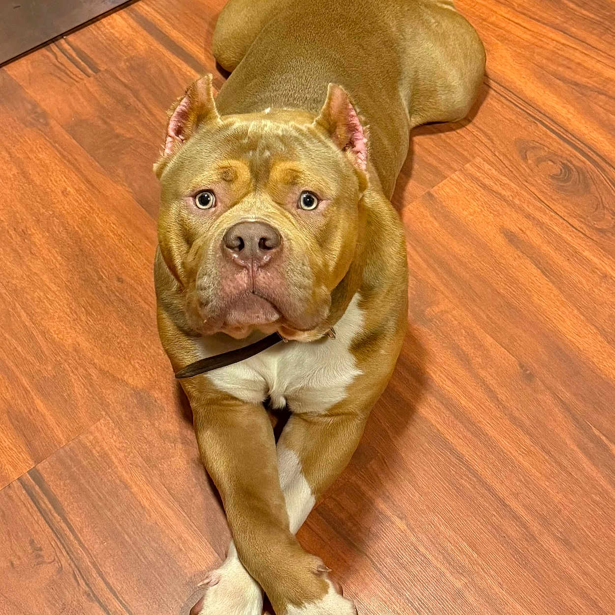 Thor
