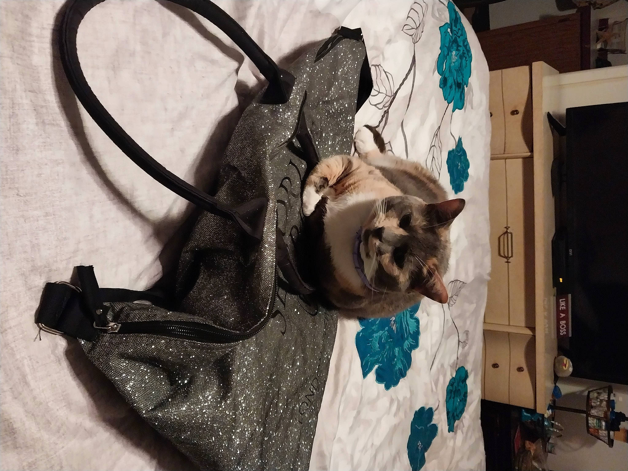 Milo is registered to the contest to win money with this photo: bag, carnivore, cat, collar, domestic_short_haired_cat, eyewear, fashion_accessory, fawn, felidae, fur, linens, luggage_and_bags, metal, pet_supply, small_to_medium_sized_cats, snout, tail, thai, tonkinese, whiskers