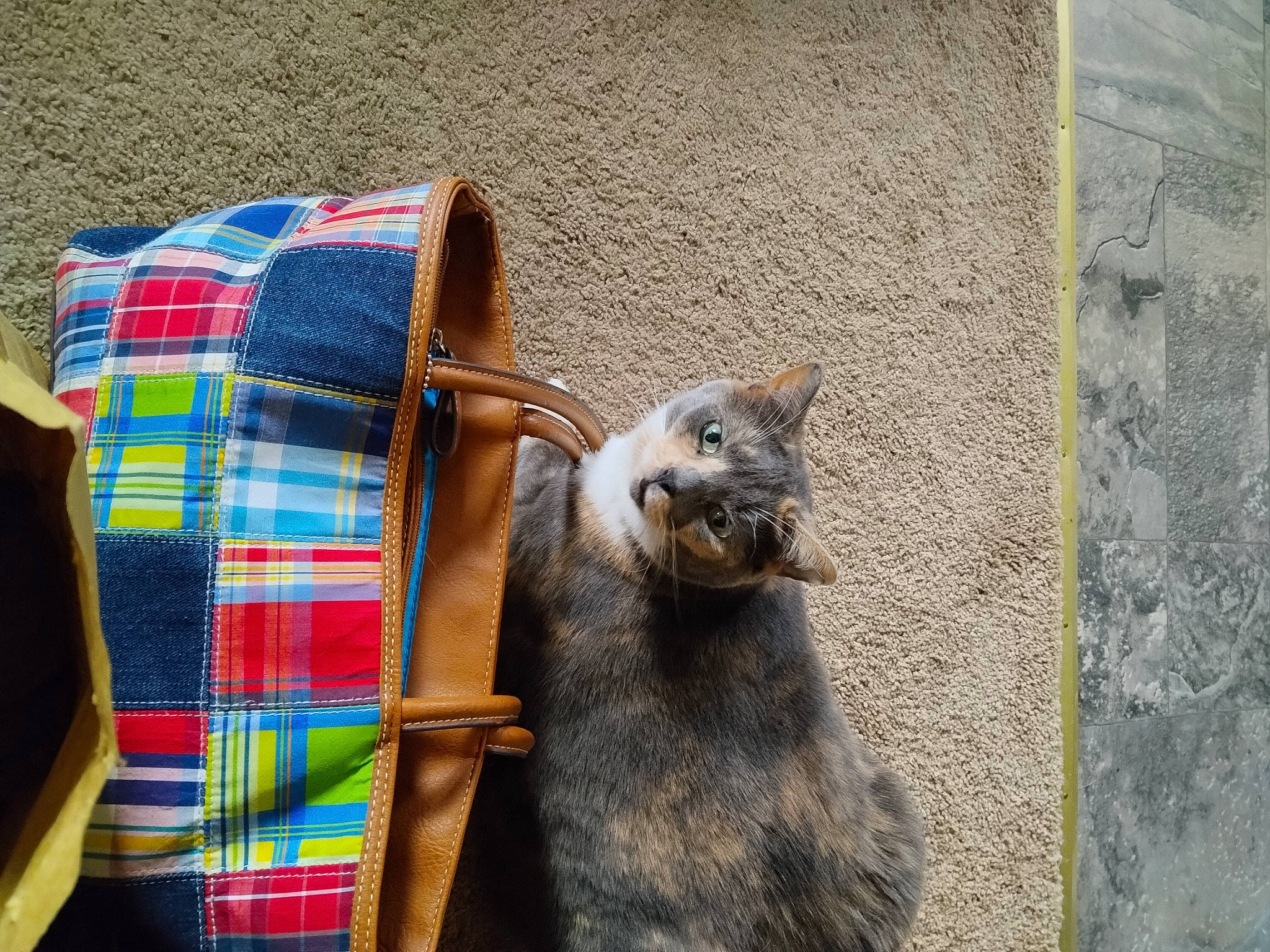 Milo is registered to the contest to win money with this photo: canidae, carnivore, cat, claw, dog_breed, domestic_short_haired_cat, electric_blue, fawn, felidae, fur, grey, pattern, plaid, small_to_medium_sized_cats, snout, tail, tartan, terrestrial_animal, whiskers, wildlife