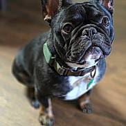 Louis is registered to the contest to win money with this photo: dog, french_bulldog, pet, indoor, brown_floor, collar, animal, canine, portrait, cute, ears, fur, looking_up, sitting, domestic_animal, closeup, adorable, companion, mammal, indoor_lighting
