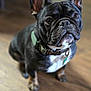 dog, french_bulldog, pet, indoor, brown_floor, collar, animal, canine, portrait, cute, ears, fur, looking_up, sitting, domestic_animal, closeup, adorable, companion, mammal, indoor_lighting