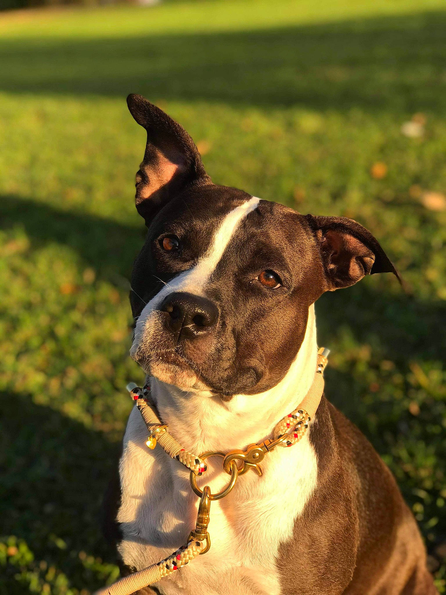 Naska a rejoint le concours — aidez-le/la à gagner de superbes lots ! american_pit_bull_terrier, american_staffordshire_terrier, bull_and_terrier, canidae, carnivore, collar, companion_dog, dog, dog_breed, dog_collar, fawn, grass, mammal, non_sporting_group, pit_bull, rare_breed_dog, snout, sporting_group, staffordshire_bull_terrier, vertebrate
