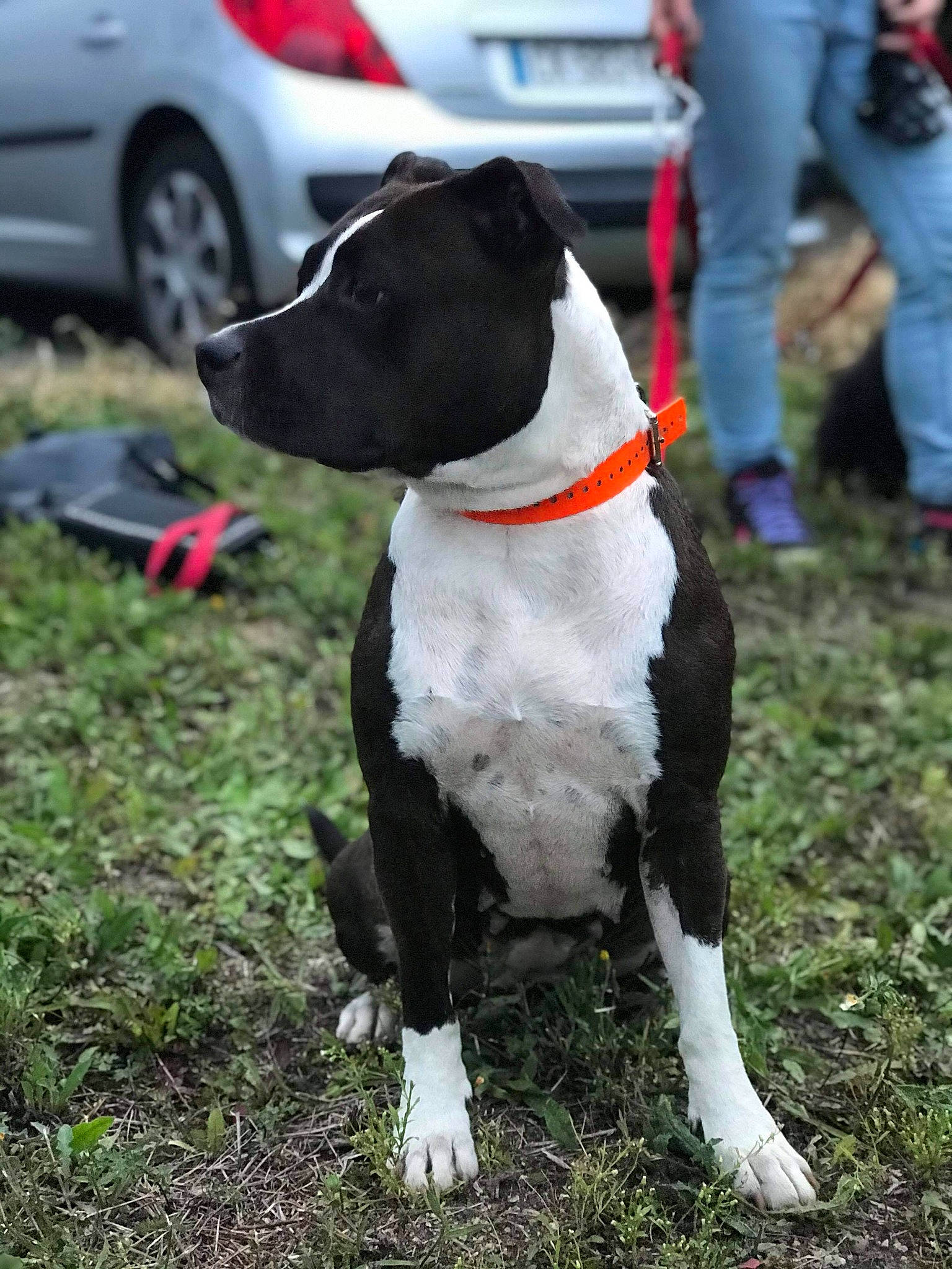 Naska a rejoint le concours — aidez-le/la à gagner de superbes lots ! american_pit_bull_terrier, american_staffordshire_terrier, bull_and_terrier, canidae, carnivore, dog, dog_breed, mammal, non_sporting_group, pit_bull, snout, sporting_group, staffordshire_bull_terrier, terrier, vertebrate