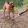 alert, animal, brown_dog, canine, daylight, dog, earth, forest_floor, grass, greenery, lake, leaves, nature, outdoor, pet, reflection, standing, tree_branch, water, wildlife