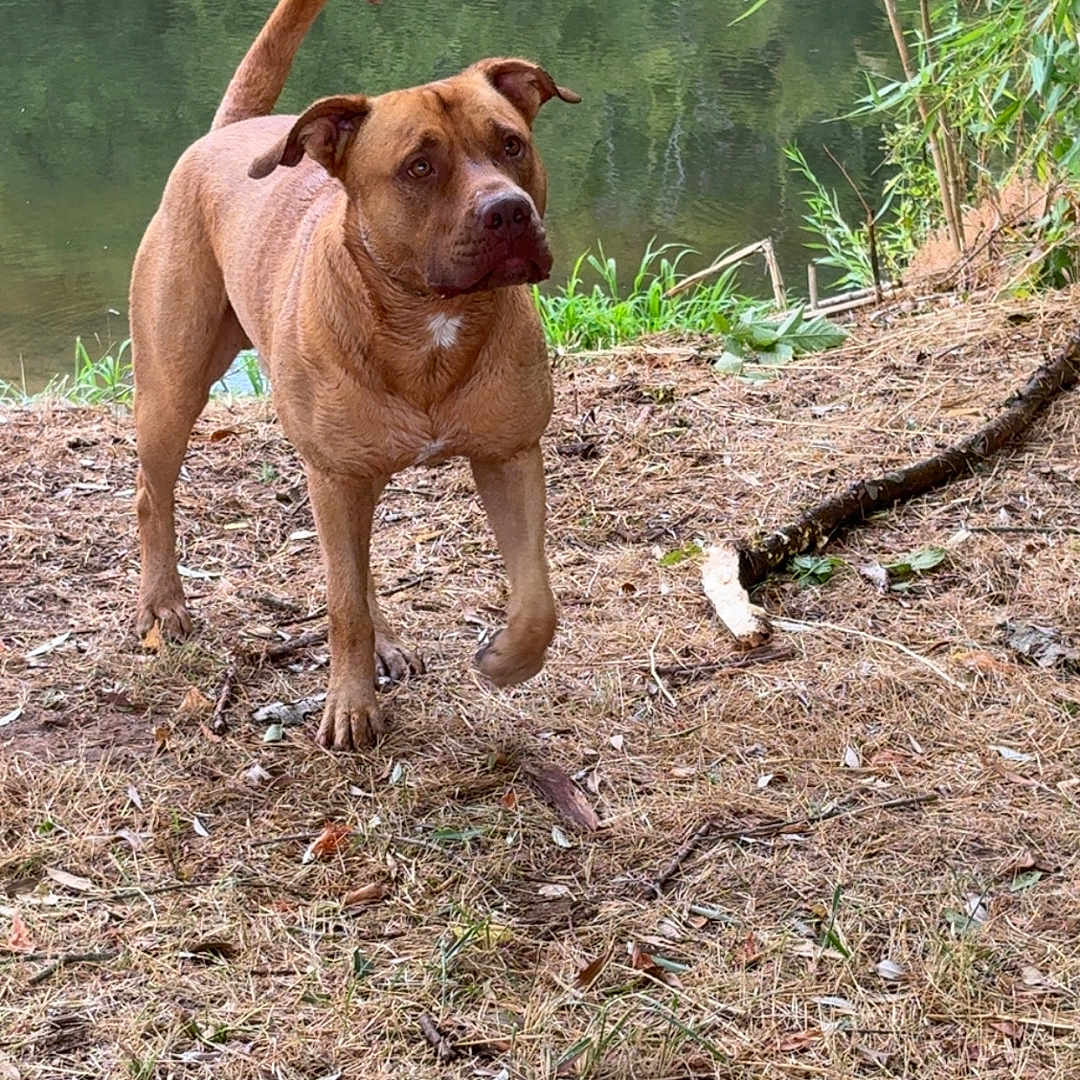 Ice participe au concours pour gagner de l'argent avec cette photo : alert, animal, brown_dog, canine, daylight, dog, earth, forest_floor, grass, greenery, lake, leaves, nature, outdoor, pet, reflection, standing, tree_branch, water, wildlife