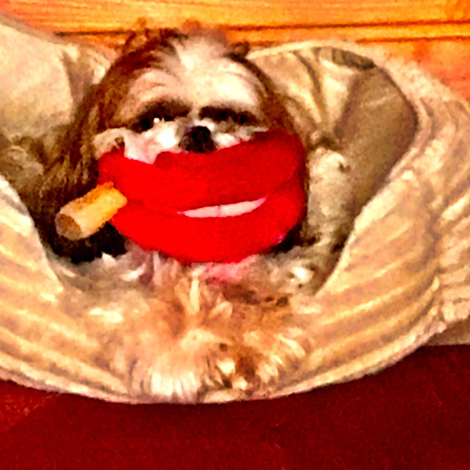 Belle joined the competition — help win amazing prizes! canidae, carnivore, chinese_imperial_dog, companion_dog, dog, dog_breed, dog_clothes, lhasa_apso, morkie, non_sporting_group, puppy, schnoodle, shih_tzu, snout, toy_dog