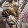 Luna is registered to the contest to win money with this photo: dog, couch, blanket, quilt, sleeping, relaxed, indoor, pet, fur, cozy, resting, home, comfort, brown, white, pattern, fabric, pillow, animal, laying