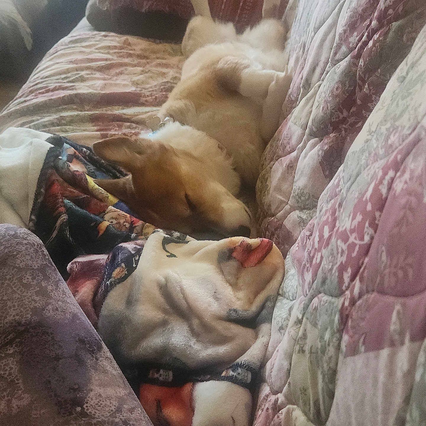 Luna is registered to the contest to win money with this photo: dog, couch, blanket, quilt, sleeping, relaxed, indoor, pet, fur, cozy, resting, home, comfort, brown, white, pattern, fabric, pillow, animal, laying