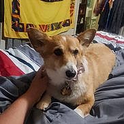 Luna joined the competition — help win amazing prizes! animal, bed, blanket, collar, colorful, comfort, corgi, cozy, cute, dog, domestic, fur, furniture, hand, indoor, pet, relaxed, resting, tag, tapestry
