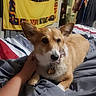 animal, bed, blanket, collar, colorful, comfort, corgi, cozy, cute, dog, domestic, fur, furniture, hand, indoor, pet, relaxed, resting, tag, tapestry