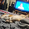 bed, blanket, clothing, collar, cord, decor, dog, door, furniture, hanger, indoor, person_on_tv, relaxed, room, screen, shelf, sleeping, speaker, striped_bedding, television
