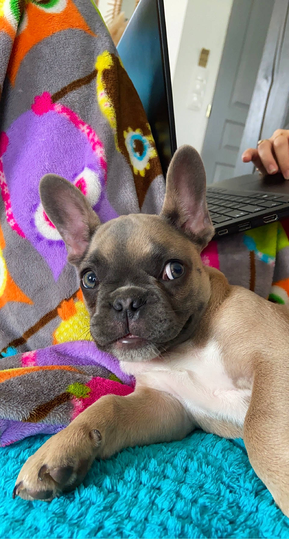 Taïro a rejoint le concours — aidez-le/la à gagner de superbes lots ! bulldog, canidae, carnivore, comfort, companion_dog, computer_keyboard, dog, dog_breed, ear, fawn, grass, magenta, non_sporting_group, pink, snout, terrestrial_animal, toy_dog, whiskers, working_animal, wrinkle