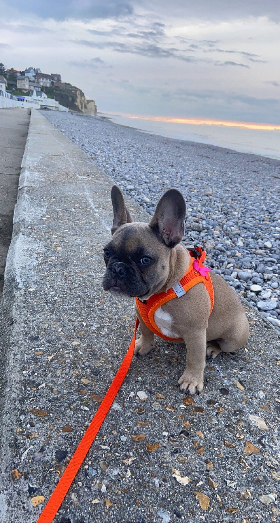 Taïro a rejoint le concours — aidez-le/la à gagner de superbes lots ! bulldog, canidae, carmine, carnivore, cloud, collar, companion_dog, dog, dog_breed, dog_collar, dog_supply, fawn, french_bulldog, grass, leash, sky, snout, toy_dog, water, working_animal