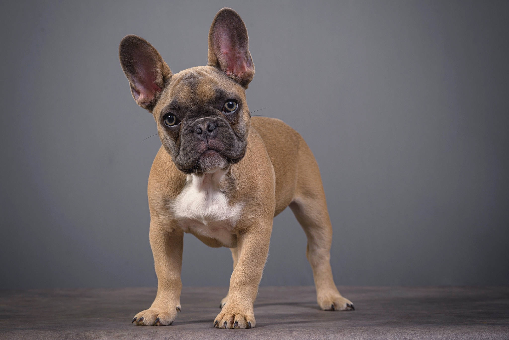 Taïro participe au concours pour gagner de l'argent avec cette photo : ancient_dog_breeds, bulldog, canidae, carnivore, companion_dog, dog, dog_breed, ear, fawn, french_bulldog, molosser, non_sporting_group, snout, sporting_group, terrestrial_animal, toy_dog, whiskers, working_animal, wrinkle