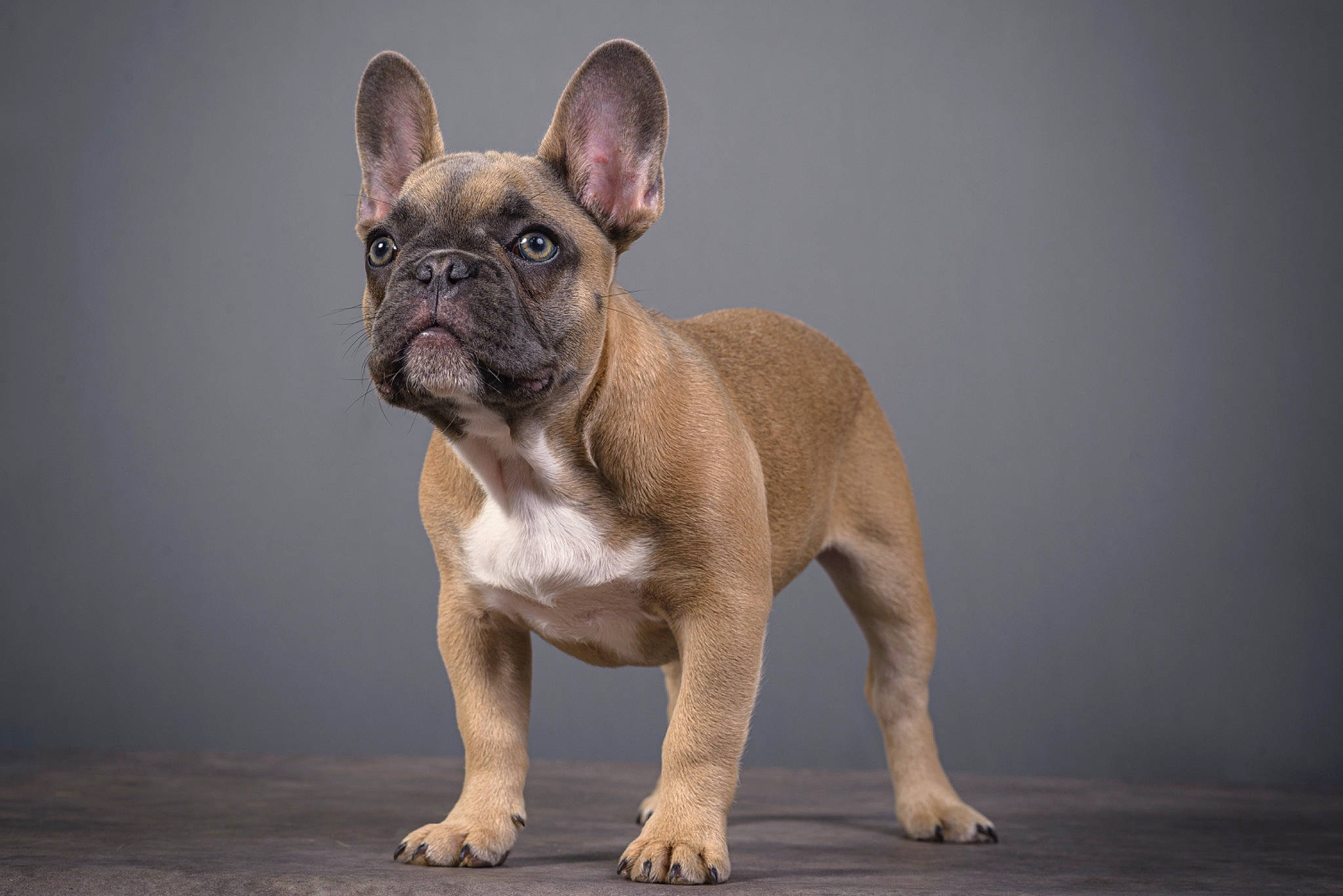 Taïro participe au concours pour gagner de l'argent avec cette photo : ancient_dog_breeds, bulldog, canidae, carnivore, companion_dog, dog, dog_breed, ear, fawn, french_bulldog, molosser, non_sporting_group, puppy, snout, sporting_group, terrestrial_animal, toy_dog, whiskers, wrinkle