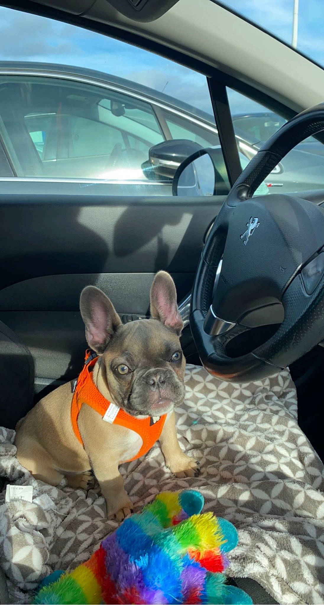 Taïro a rejoint le concours — aidez-le/la à gagner de superbes lots ! automotive_design, automotive_exterior, automotive_mirror, car, car_seat_cover, carnivore, companion_dog, dog, dog_breed, family_car, fawn, motor_vehicle, personal_luxury_car, snout, steering_wheel, vehicle, vehicle_door, whiskers, window, working_animal