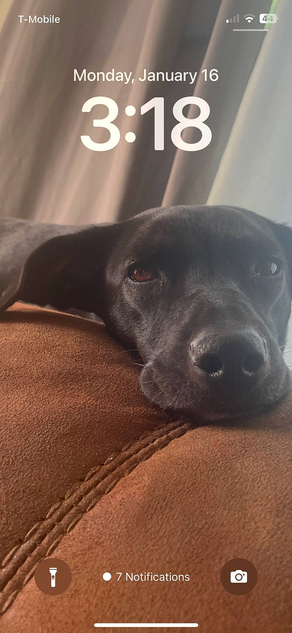 Starla joined the competition — help win amazing prizes! borador, canidae, carnivore, comfort, companion_dog, dog, dog_breed, font, fur, logo, non_sporting_group, photo_caption, snout, sporting_group, terrestrial_animal, whiskers, working_animal