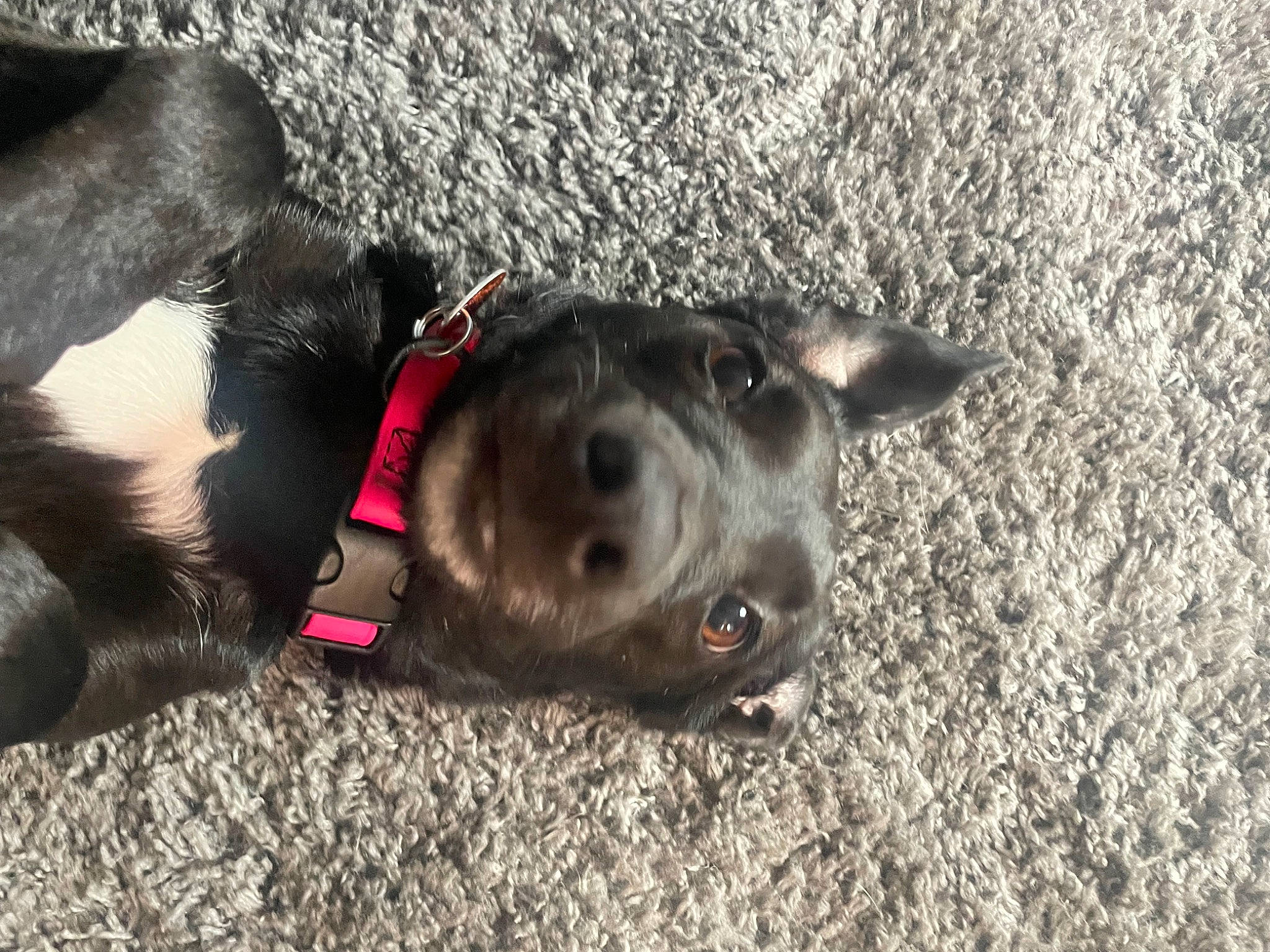 Starla joined the competition — help win amazing prizes! borador, canidae, carnivore, collar, companion_dog, dog, dog_breed, dog_collar, dog_supply, fashion_accessory, fawn, fur, grey, guard_dog, leash, pet_supply, road_surface, whiskers, working_animal, working_dog