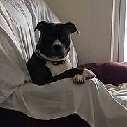 Smokey is registered to the contest to win money with this photo: dog, black_and_white, couch, indoor, pet, relaxed, seated, collar, blanket, furniture, animal, home, resting, quiet, companion, paw, canine, domestic, household, calm