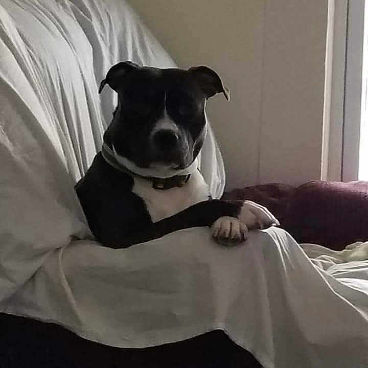 Smokey is registered to the contest to win money with this photo: animal, black_and_white, blanket, calm, canine, collar, companion, couch, dog, domestic, furniture, home, household, indoor, paw, pet, quiet, relaxed, resting, seated