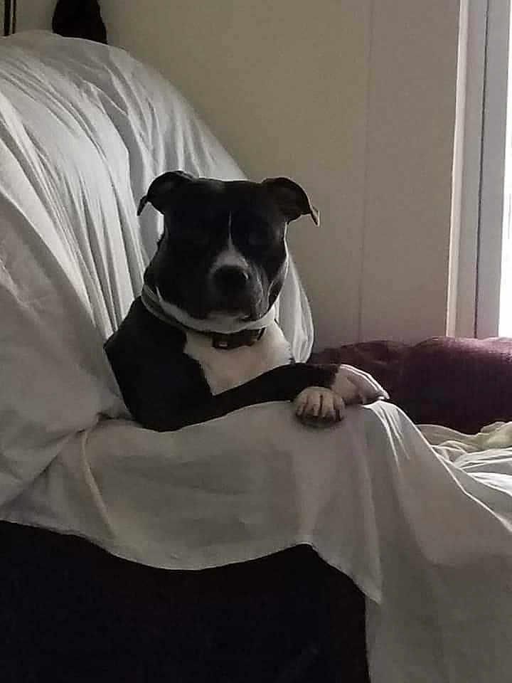 Smokey is registered to the contest to win money with this photo: dog, black_and_white, couch, indoor, pet, relaxed, seated, collar, blanket, furniture, animal, home, resting, quiet, companion, paw, canine, domestic, household, calm