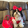 accessory, adorable, animal, bow, brown_couch, companion, couch, cute, dog, fashion, fur, handbag, indoors, pet, red_bow, red_handbag, red_outfit, sitting, small_dog, well_groomed