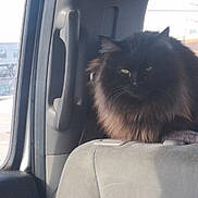 Zori is registered to the contest to win money with this photo: cat, black_cat, longhair_cat, pet, car_interior, headrest, seat, upholstery, window, sunlight, whiskers, ears, eyes, fur, fuzzy, travel, vehicle, passenger, cozy, looking