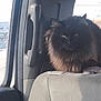 cat, black_cat, longhair_cat, pet, car_interior, headrest, seat, upholstery, window, sunlight, whiskers, ears, eyes, fur, fuzzy, travel, vehicle, passenger, cozy, looking