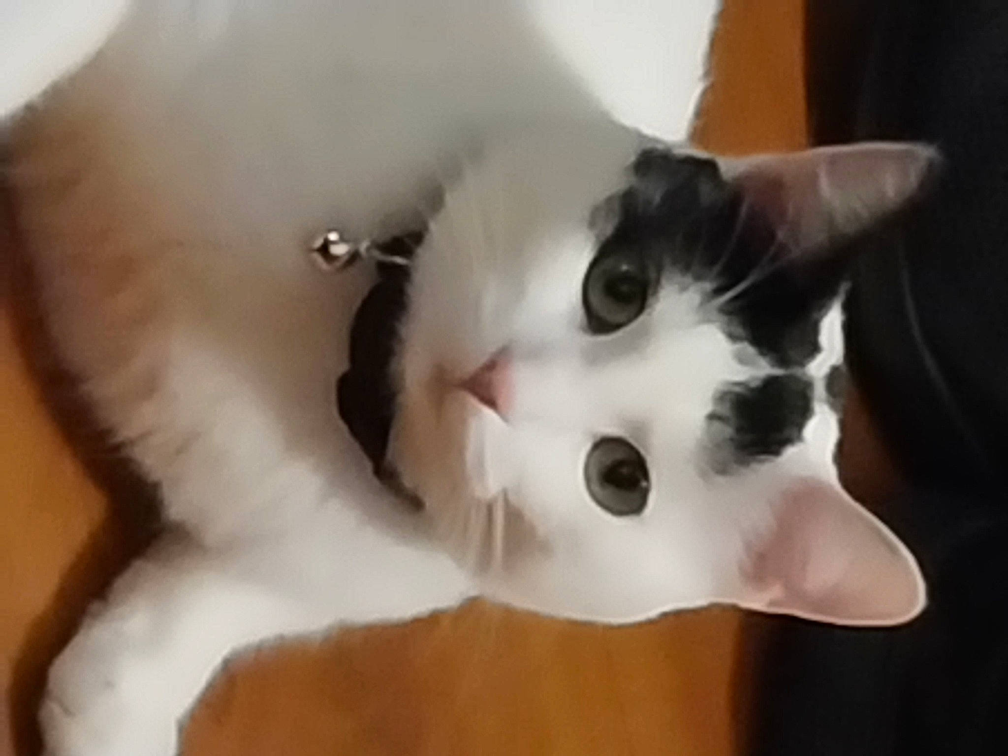 Boujie is registered to the contest to win money with this photo: carnivore, cat, domestic_short_haired_cat, ear, eyelash, felidae, fur, no_expression, small_to_medium_sized_cats, snout, snowman, tail, whiskers, wood