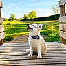 puppy, dog, white_dog, bandana, wooden_deck, outdoor, greenery, grass, trees, blue_sky, sunshine, happy, sitting, pet, nature, summer, animal, cute, playful, daylight