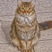 Devo joined the competition — help win amazing prizes! animal, cat, cute, domestic_animal, eyes, feline, floor, fur, furry, indoor, looking_at_camera, mammal, paws, pet, portrait, sitting, tabby_cat, tail, tile_floor, whiskers