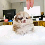 Tya participe au concours pour gagner de l'argent avec cette photo : puppy, dog, fluffy, small, cute, indoor, hand, white_surface, blurred_background, computer, soft, adorable, pet, furry, animal, young, face, sitting, domestic, companion