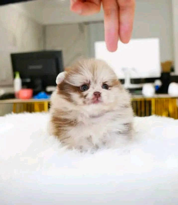 Tya participe au concours pour gagner de l'argent avec cette photo : puppy, dog, fluffy, small, cute, indoor, hand, white_surface, blurred_background, computer, soft, adorable, pet, furry, animal, young, face, sitting, domestic, companion