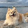 animal, background_blur, calm, canine, cloudy_sky, daytime, dog, fluffy, fur, happy, landscape, nature, outdoor, pet, pomeranian, portrait, rock, sitting, smiling, water