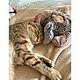 Yumi a rejoint le concours — aidez-le/la à gagner de superbes lots ! animal, blanket, cat, cozy, cute, feline, fur, indoor, mammal, peaceful, pet, plush_toy, relaxation, resting, sleeping, soft_light, stuffed_animal, tabby, tile_floor, whiskers