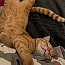 cat, orange_tabby, sleeping, bed, blanket, stretching, cozy, indoor, pet, feline, relaxed, fur, whiskers, paws, tail, comfort, resting, cute, domestic_animal, nap