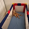 Aslan participe au concours pour gagner de l'argent avec cette photo : cat, orange_tabby, playpen, blue_mattress, indoor, pet, relaxed, feline, animal, looking, curious, resting, comfortable, mesh_sides, red, yellow, blue, fur, whiskers, ears