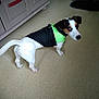 Norton a rejoint le concours — aidez-le/la à gagner de superbes lots ! brazilian_terrier, canidae, carnivore, companion_dog, danish_swedish_farmdog, dog, dog_breed, dog_clothes, floor, jack_russell_terrier, mammal, puppy, rat_terrier, ratonero_bodeguero_andaluz, sporting_group, tail, tenterfield_terrier, terrier, vertebrate