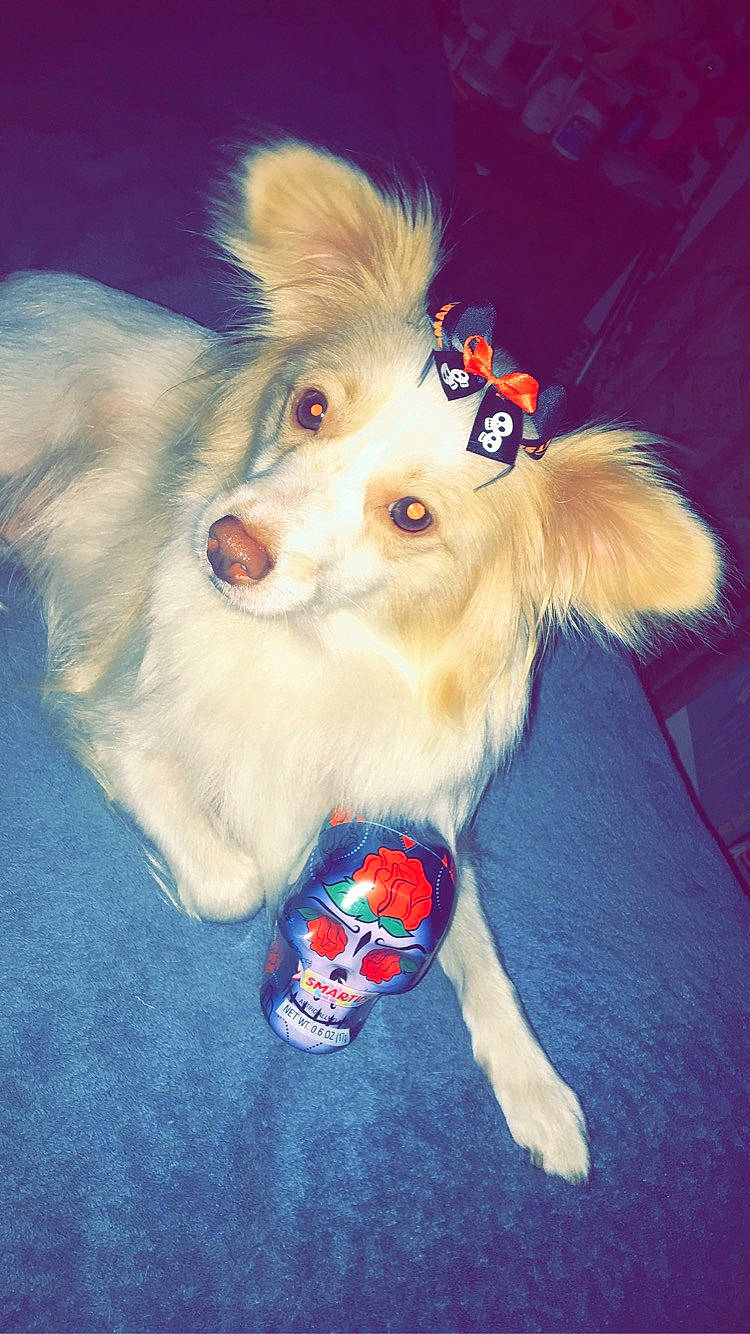 Trixie is registered to the contest to win money with this photo: australian_shepherd, carnivore, companion_dog, corgi_chihuahua, dog, dog_breed, dog_clothes, dog_supply, dog_toy, electric_blue, fawn, foot, fur, german_spitz, non_sporting_group, paw, toy, toy_dog, whiskers, working_animal