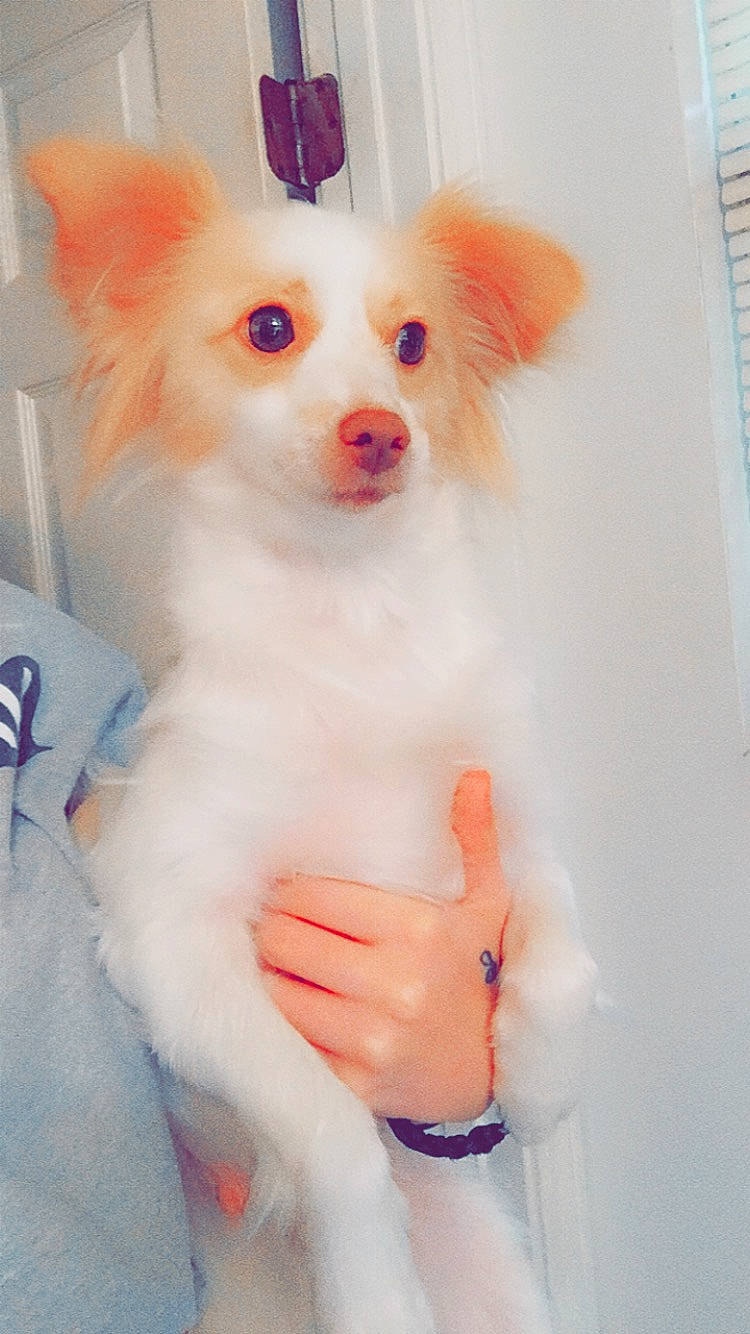 Trixie is registered to the contest to win money with this photo: canidae, carnivore, companion_dog, dog, dog_breed, eye, eyelash, fawn, fur, jewellery, nail, non_sporting_group, pink, snout, thumb, toy_dog, volpino_italiano, whiskers, white, working_animal