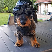 Venus participe au concours pour gagner de l'argent avec cette photo : dog, dachshund, helmet, goggles, outdoor, table, greenery, garden, pet, animal, fur, small_dog, canine, backyard, house, leisure, summer, cute, portrait, funny