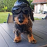 dog, dachshund, helmet, goggles, outdoor, table, greenery, garden, pet, animal, fur, small_dog, canine, backyard, house, leisure, summer, cute, portrait, funny