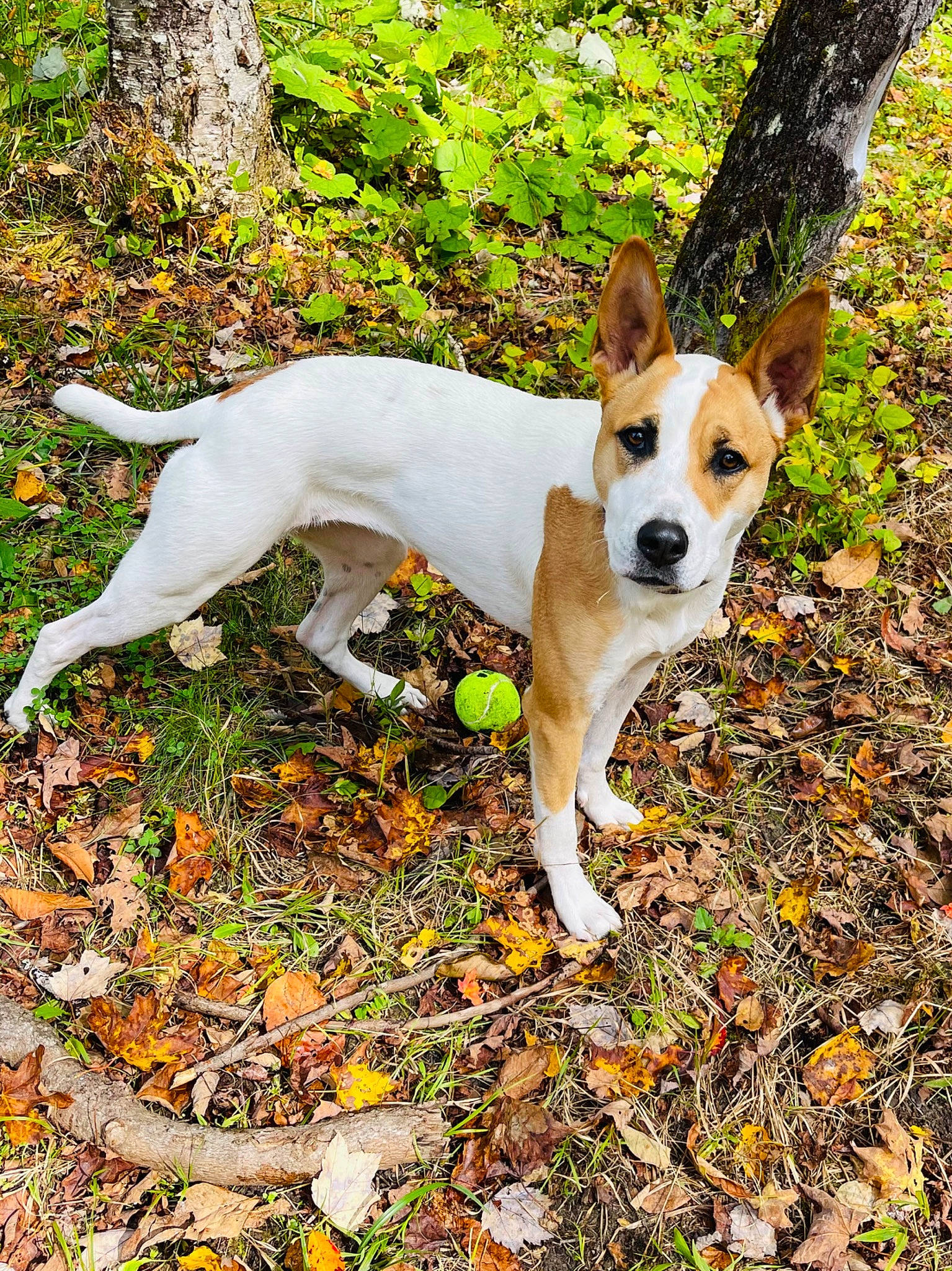 Jojo joined the competition — help win amazing prizes! adventure, autumn, canidae, carnivore, chilean_fox_terrier, companion_dog, dog, dog_breed, fawn, forest, grass, hunting_dog, irishjacks, plant, sporting_group, tail, terrestrial_plant, terrier, tree, woodland