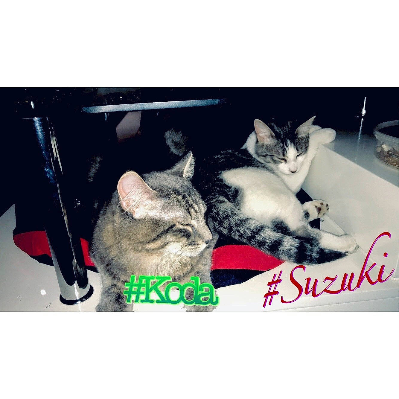 Suzuki participe au concours pour gagner de l'argent avec cette photo : american_shorthair, asian, carnivore, cat, domestic_short_haired_cat, ear, european_shorthair, felidae, kitten, love, nap, paw, photo_caption, photography, small_to_medium_sized_cats, snapshot, square, tabby_cat, whiskers